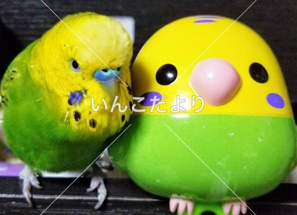 迷い鳥の写真