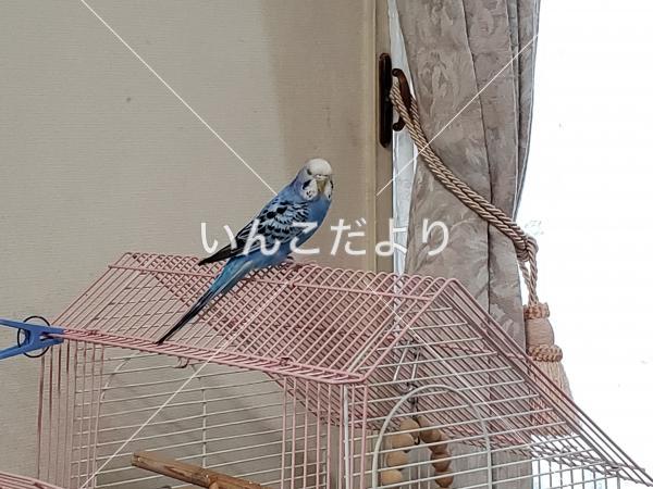 迷い鳥の写真