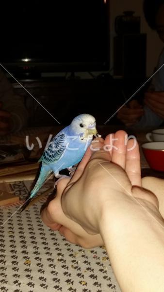 迷い鳥の写真