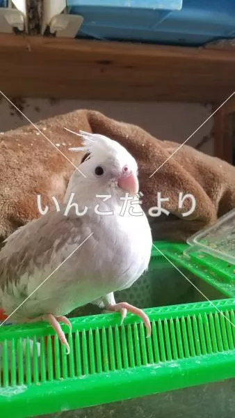 迷い鳥の写真