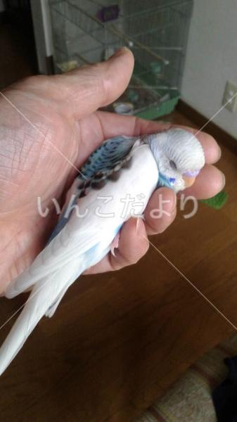 迷い鳥の写真