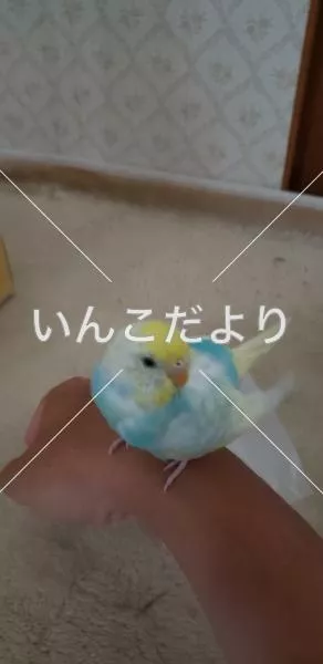 保護鳥の写真