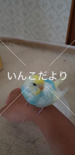 保護鳥の写真