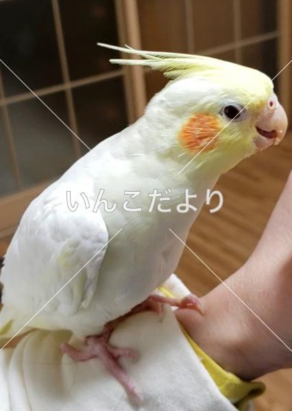 迷い鳥の写真