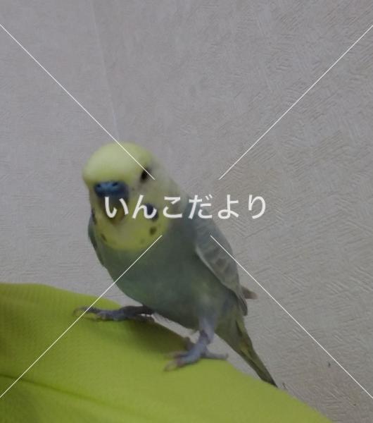 迷い鳥の写真