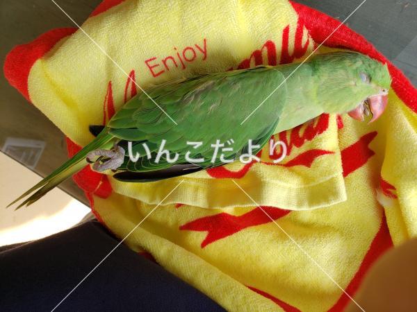 保護鳥の写真