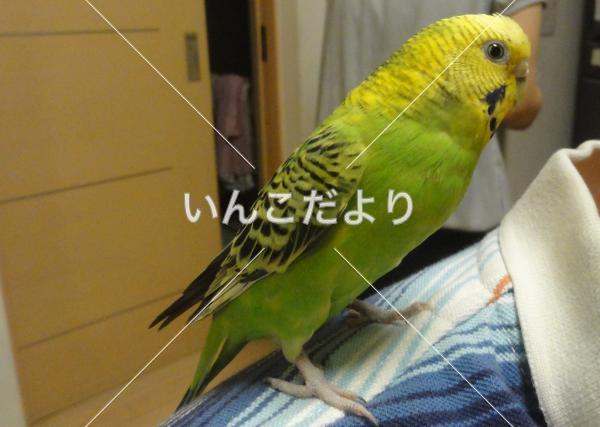 迷い鳥の写真