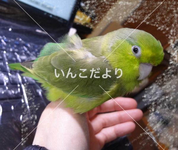 迷い鳥の写真