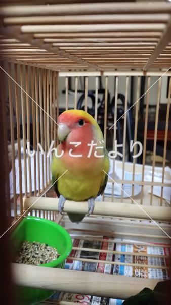 保護鳥の写真