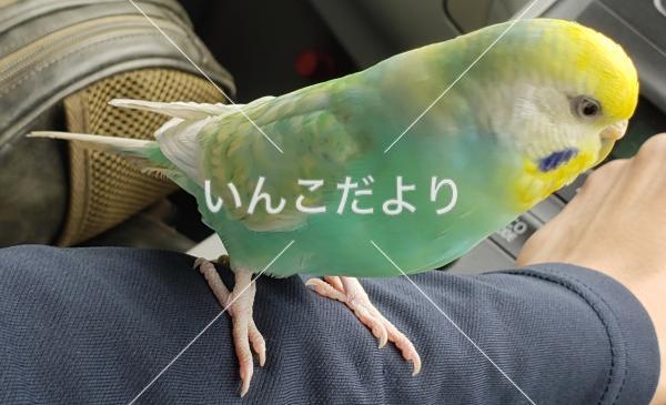 迷い鳥の写真
