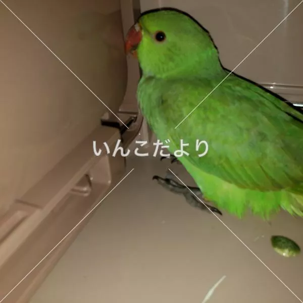 保護鳥の写真