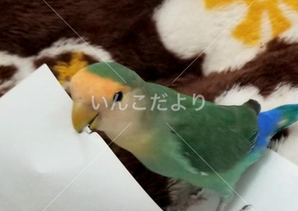 迷い鳥の写真