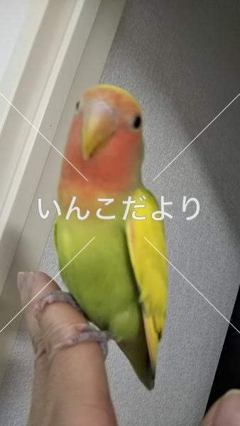 迷い鳥の写真
