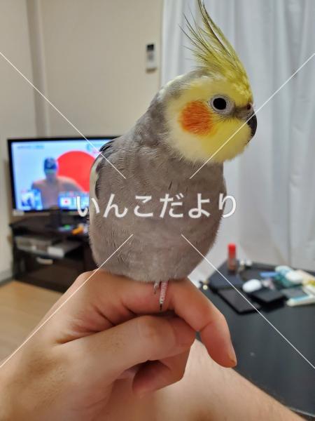 迷い鳥の写真