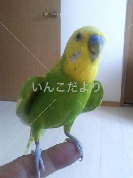迷い鳥の写真