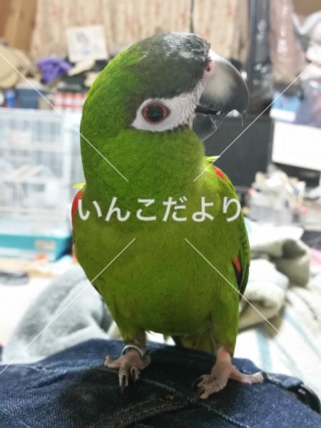 迷い鳥の写真