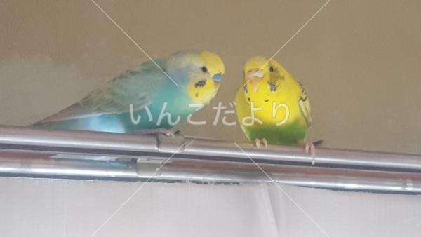 迷い鳥の写真
