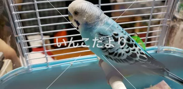 保護鳥の写真