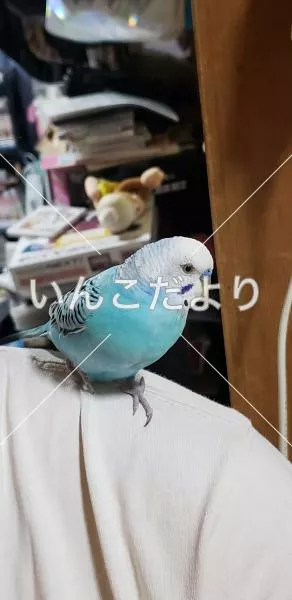 保護鳥の写真