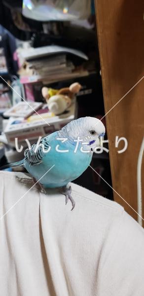 保護鳥の写真