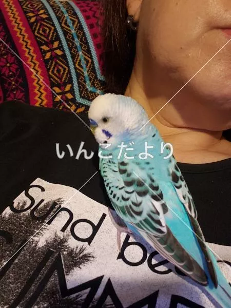 保護鳥の写真