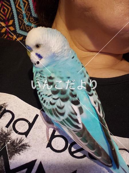 保護鳥の写真
