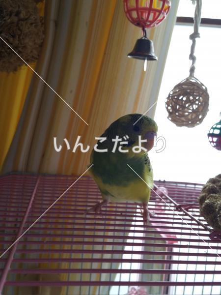 迷い鳥の写真