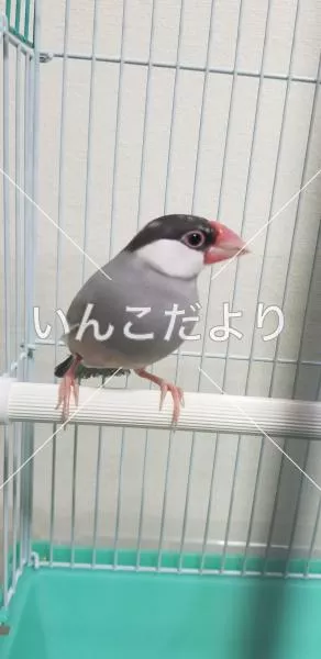 保護鳥の写真
