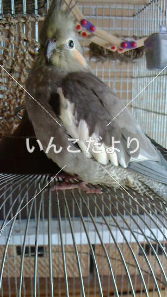 迷い鳥の写真
