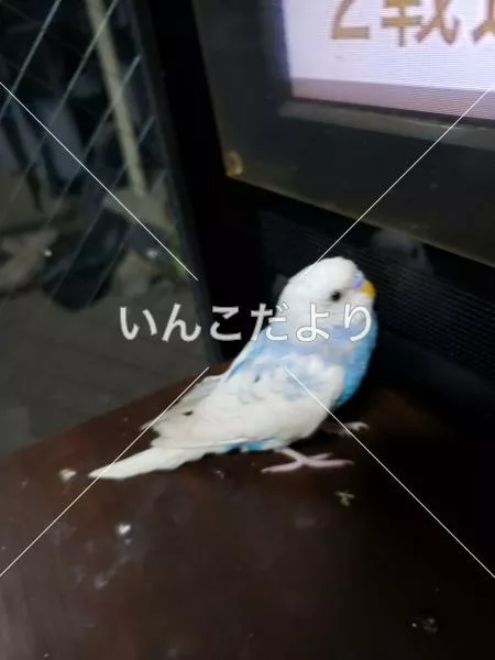 迷い鳥の写真