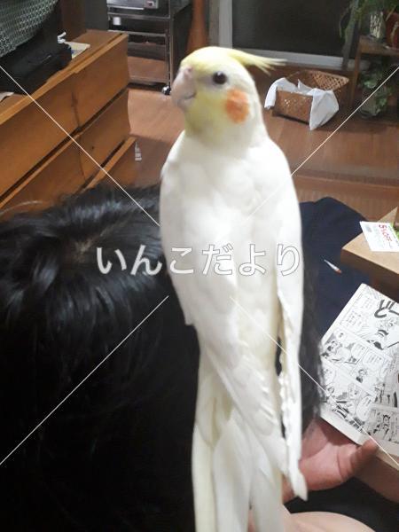迷い鳥の写真