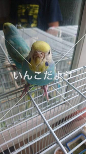 迷い鳥の写真