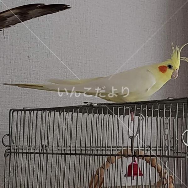 迷い鳥の写真