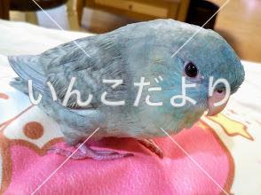 迷い鳥の写真