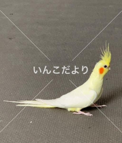保護鳥の写真