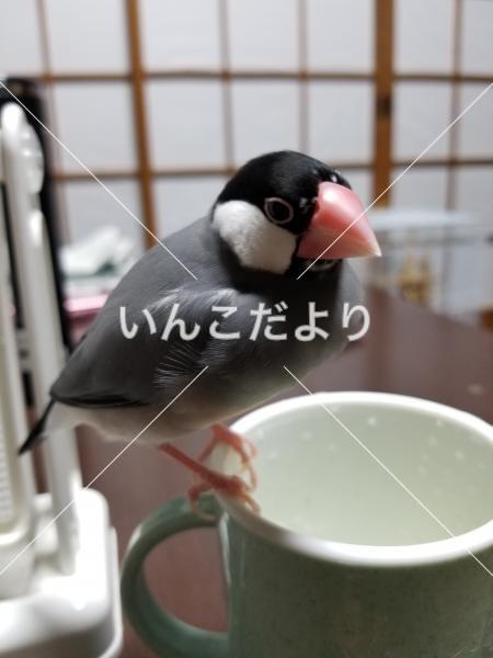 迷い鳥の写真