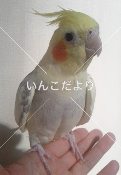 迷い鳥の写真