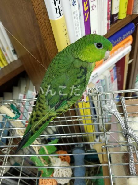 迷い鳥の写真
