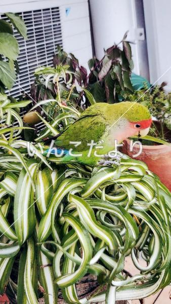 迷い鳥の写真