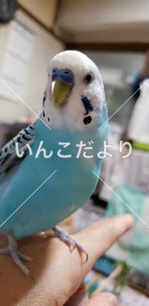 保護鳥の写真
