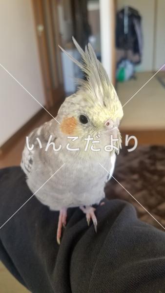 迷い鳥の写真