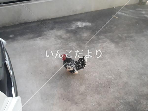 保護鳥の写真
