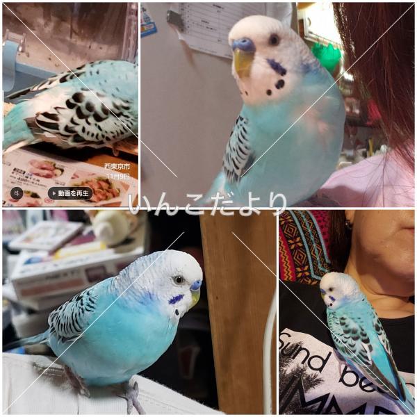 保護鳥の写真