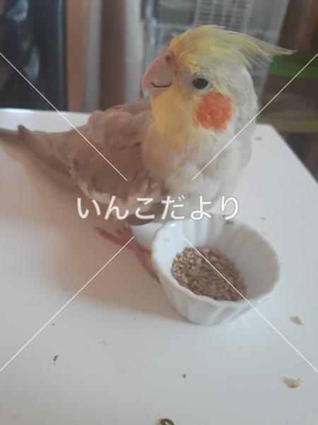 迷い鳥の写真