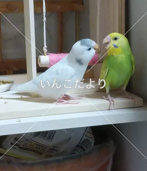 迷い鳥の写真