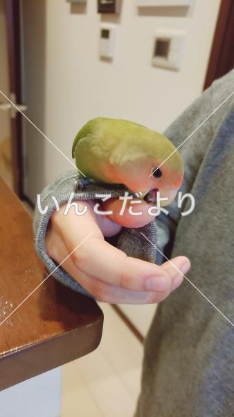 迷い鳥の写真