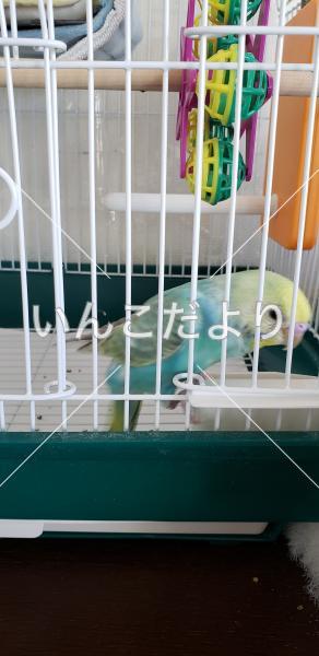 迷い鳥の写真
