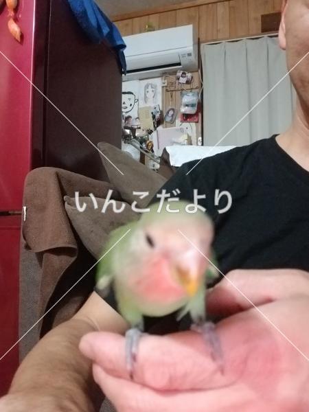 迷い鳥の写真