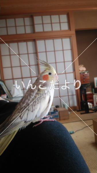 迷い鳥の写真