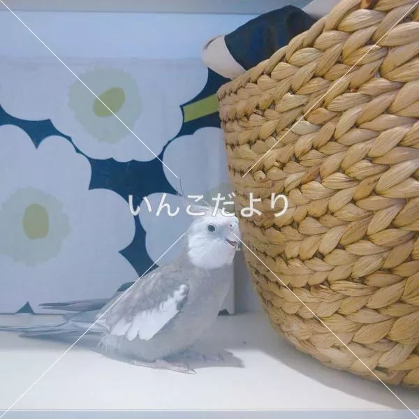 迷い鳥の写真